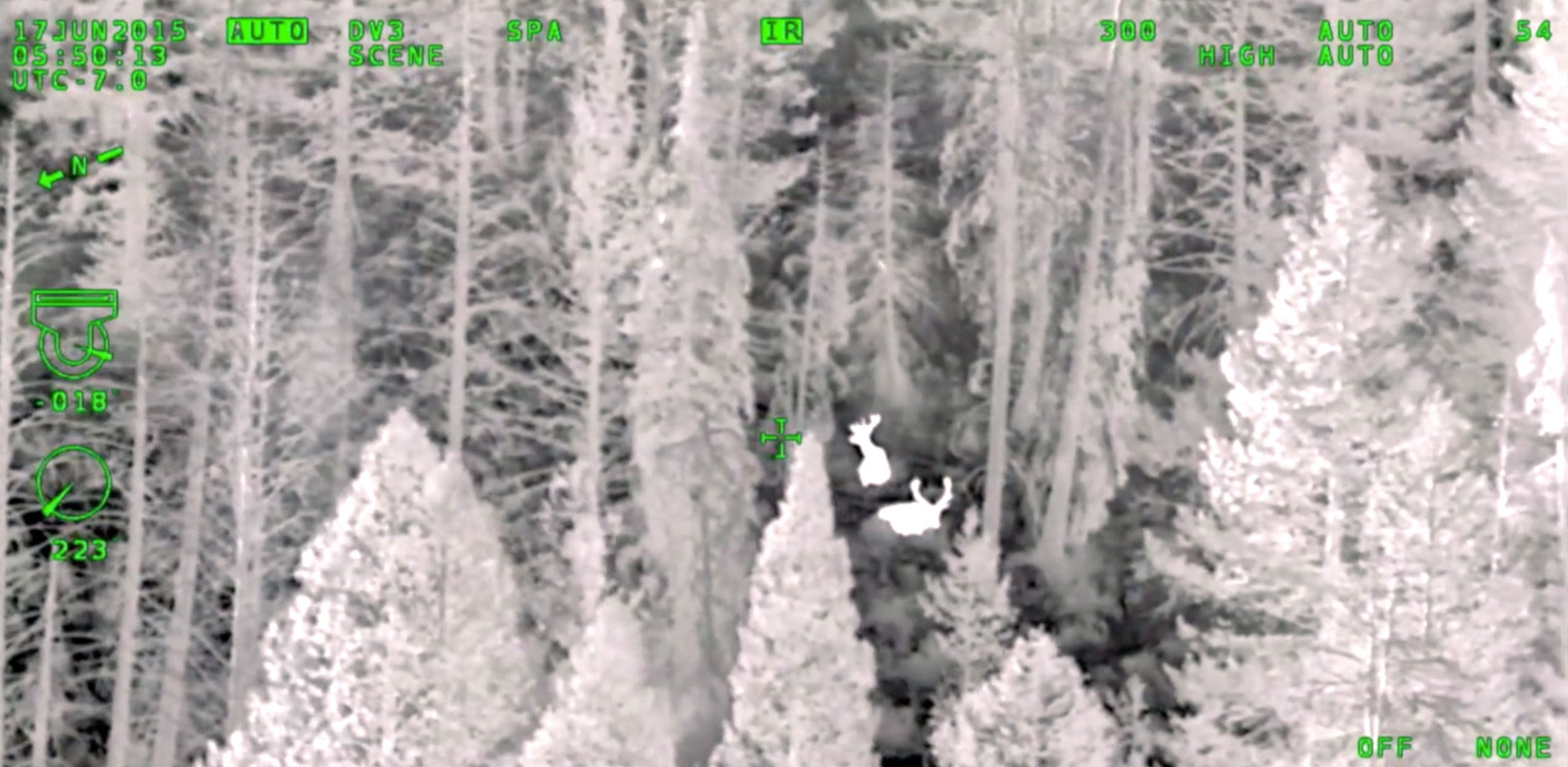 Electro-optical infrared camera image of deer in the woods captured with a WESCAM MX-Series system