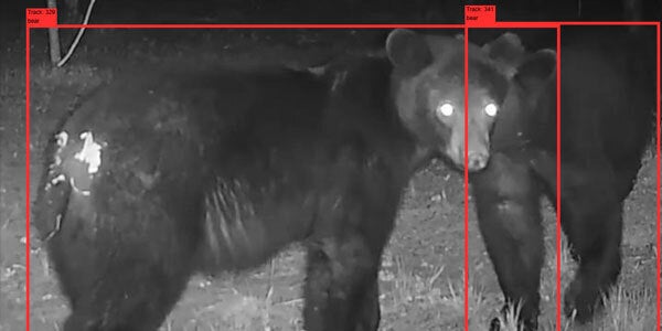 bear seen with Actonyx AI
