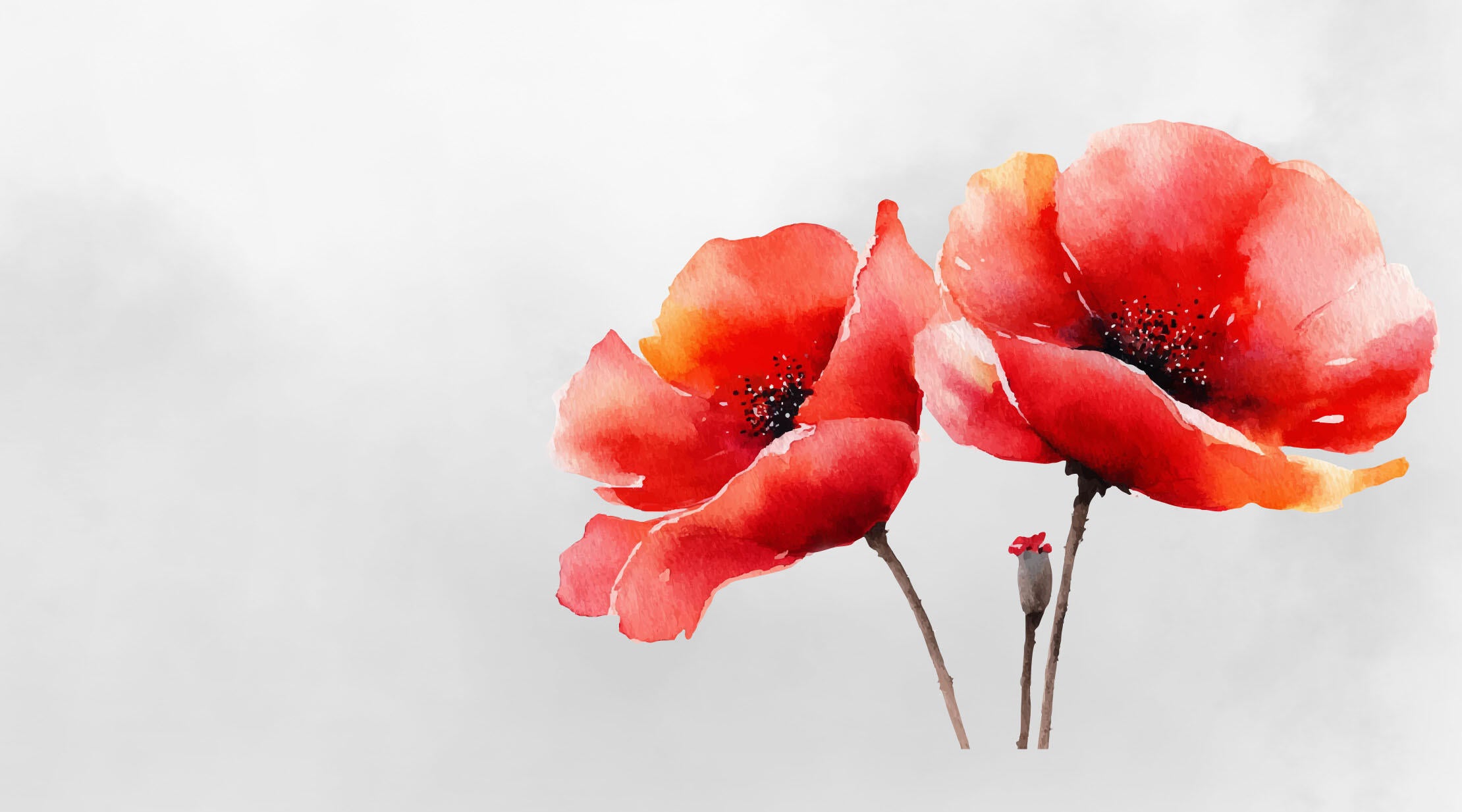 Remembrance Poppies