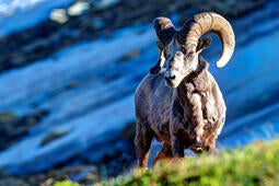 OAR Conservation Efforts