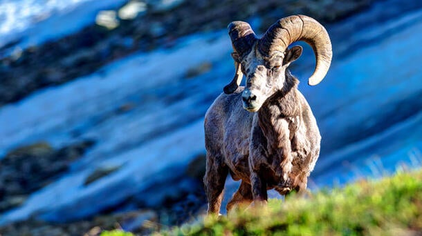 OAR Conservation Efforts